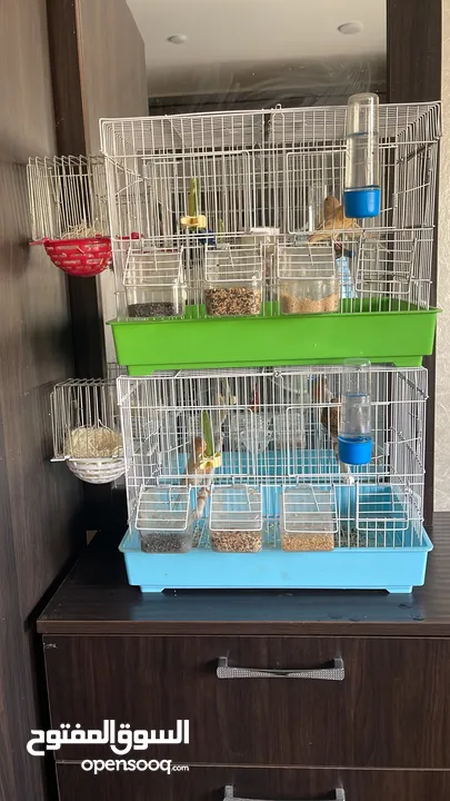 يوجد طيور كناري مميزة وجميلة في الخليل