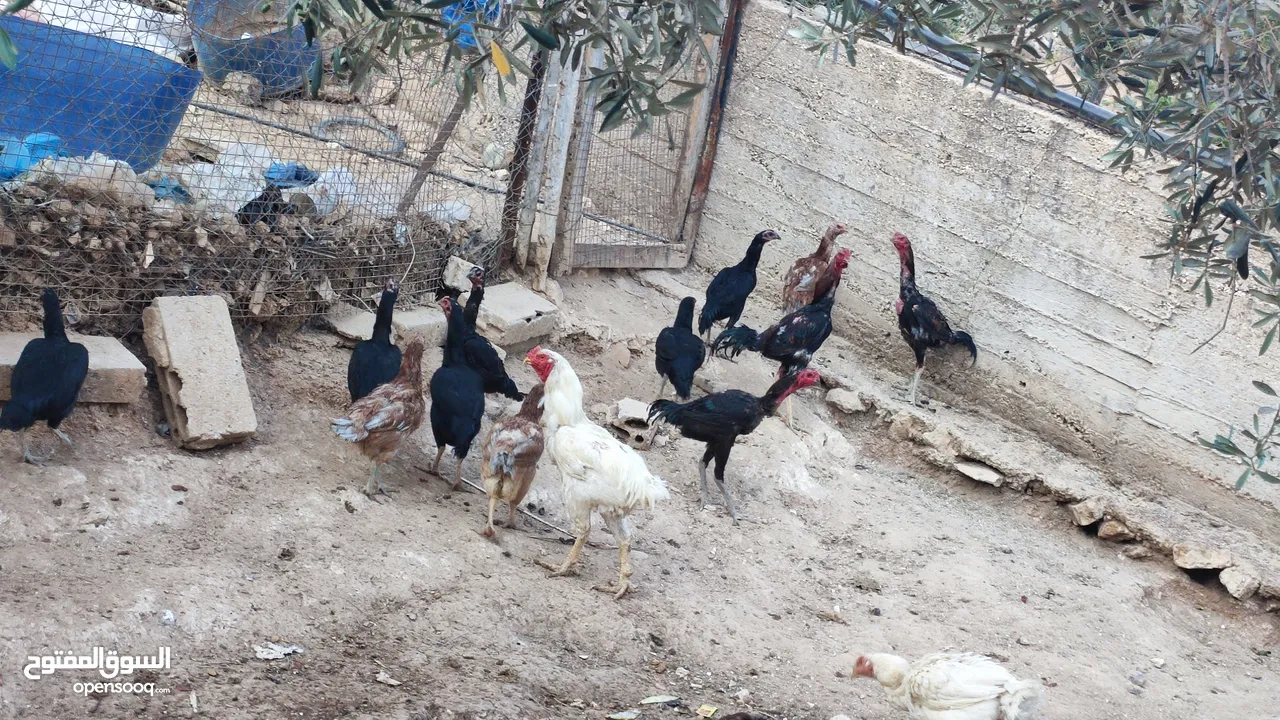 باكستاني نخب