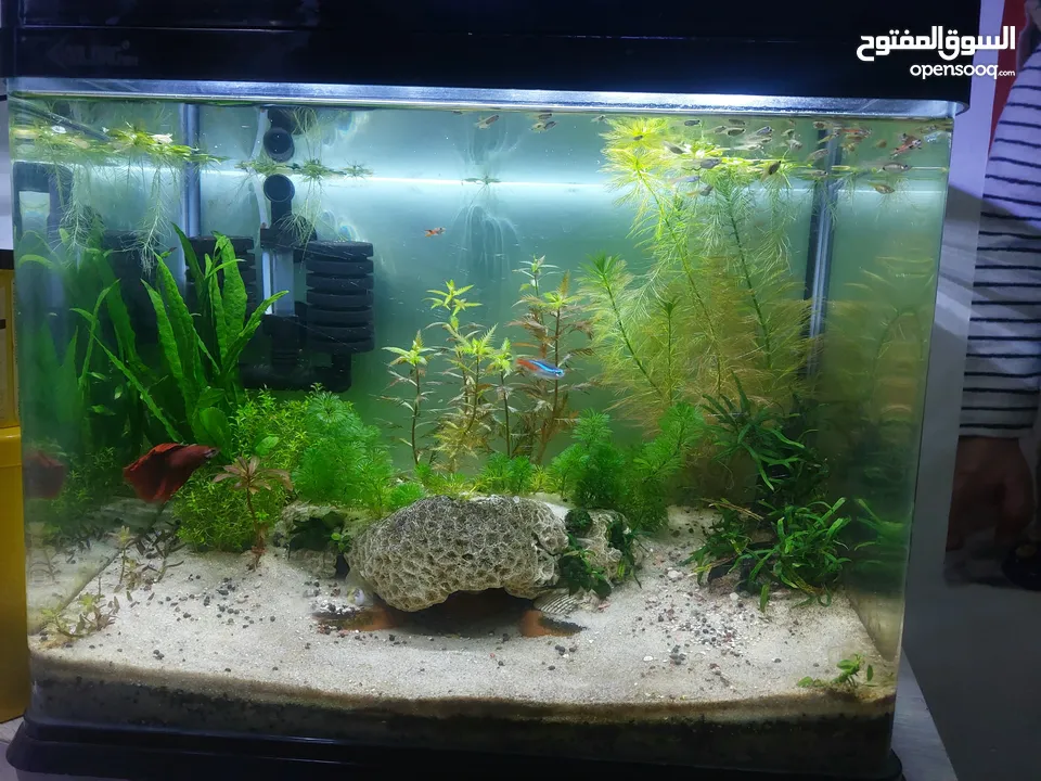 Planted Aquarium and Bowl