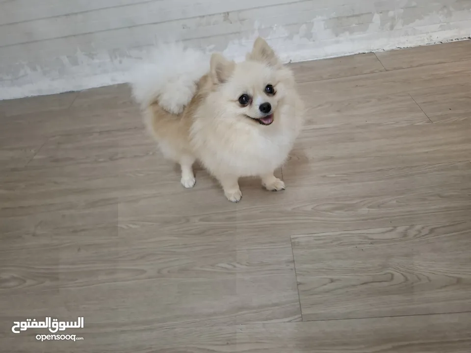 beautiful Teacup female pomeranian 8th months 3500