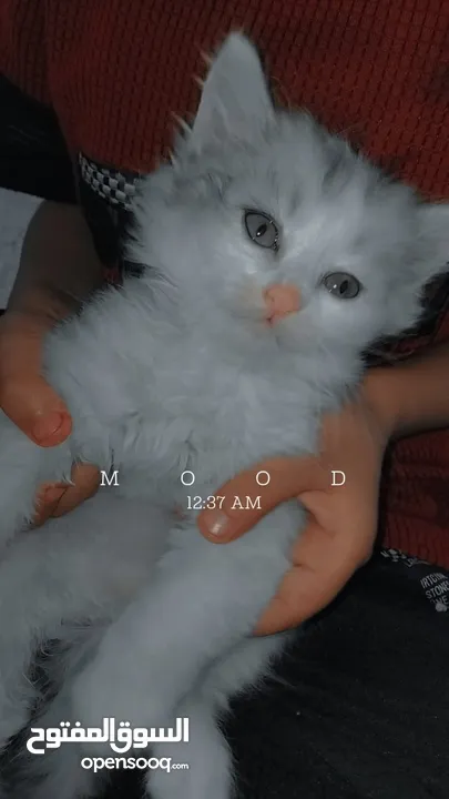 لبيع في خربت السوق