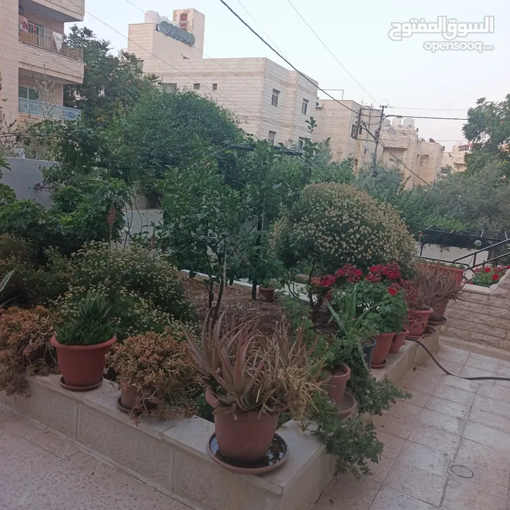 شقه فارغه للايجار شارع الجامعة الاجره شهريه 180