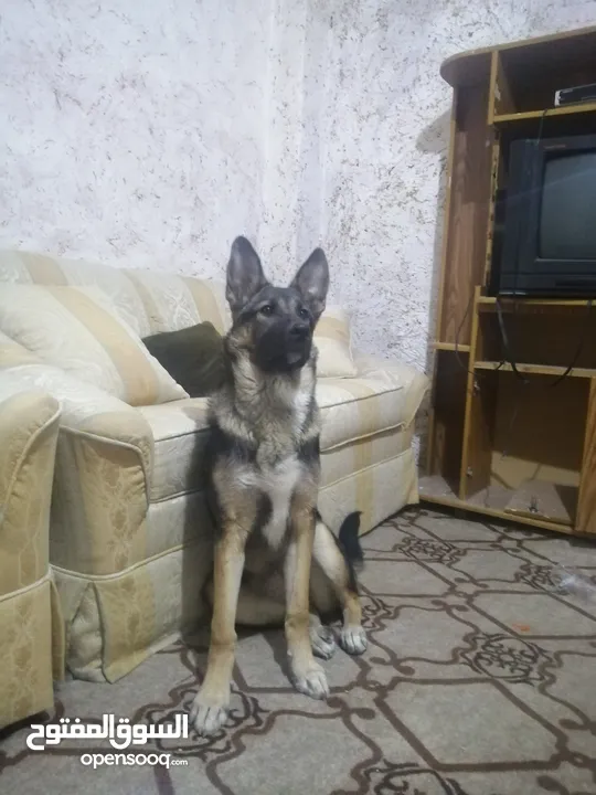 أنثى جيرمن شيبرد عمرها ست شهور