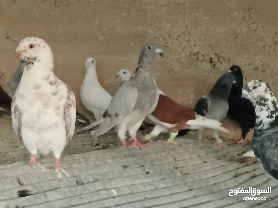انواع حمام مشكلة للبيع