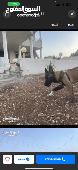 كلب بيلجم مالينو العمر 4 شهور