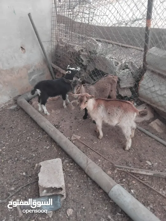 ماعز البينو للبيع