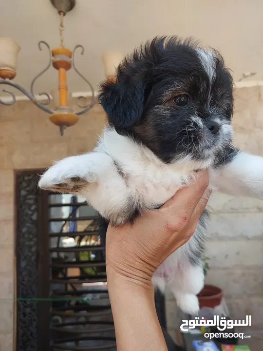 لمحبين الكلاب الصغير  للبيع اي استفسار يرجع المرسلة على خاص