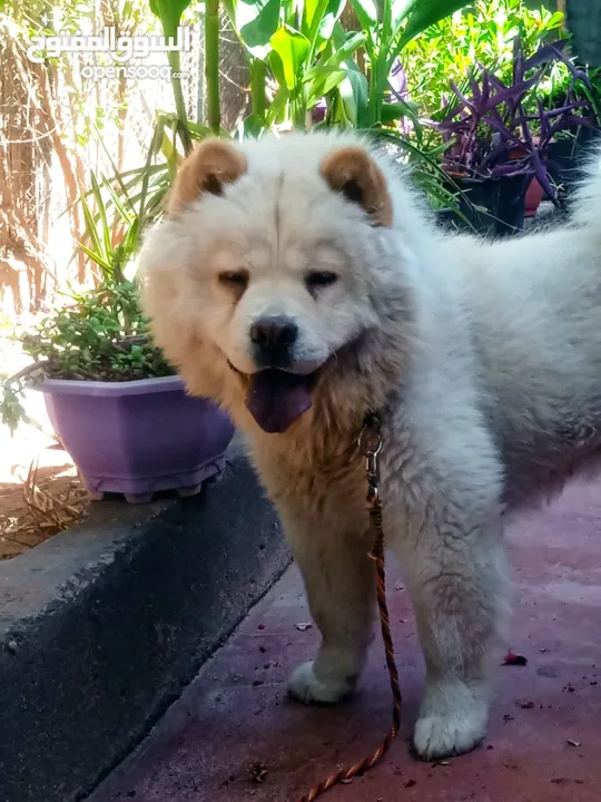 chie. chow-chow