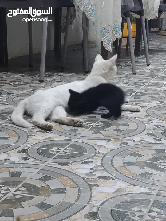 قطط للتبني