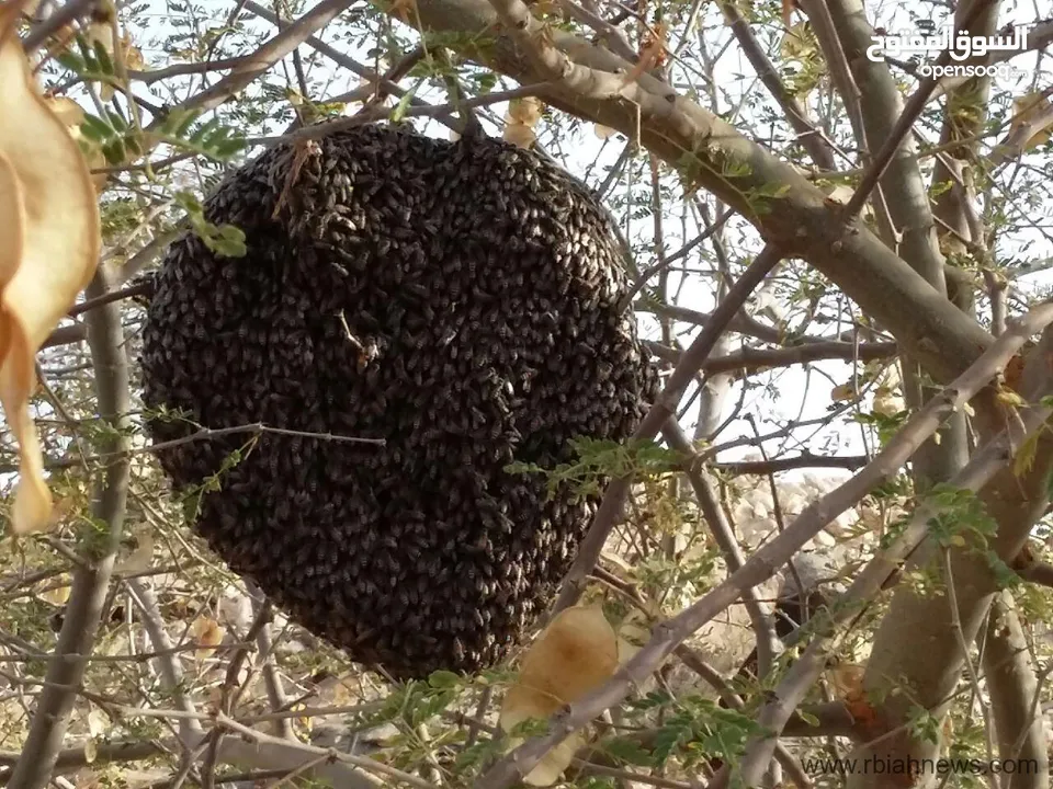 عسل سدر جباب  محلي لهذا الموسم