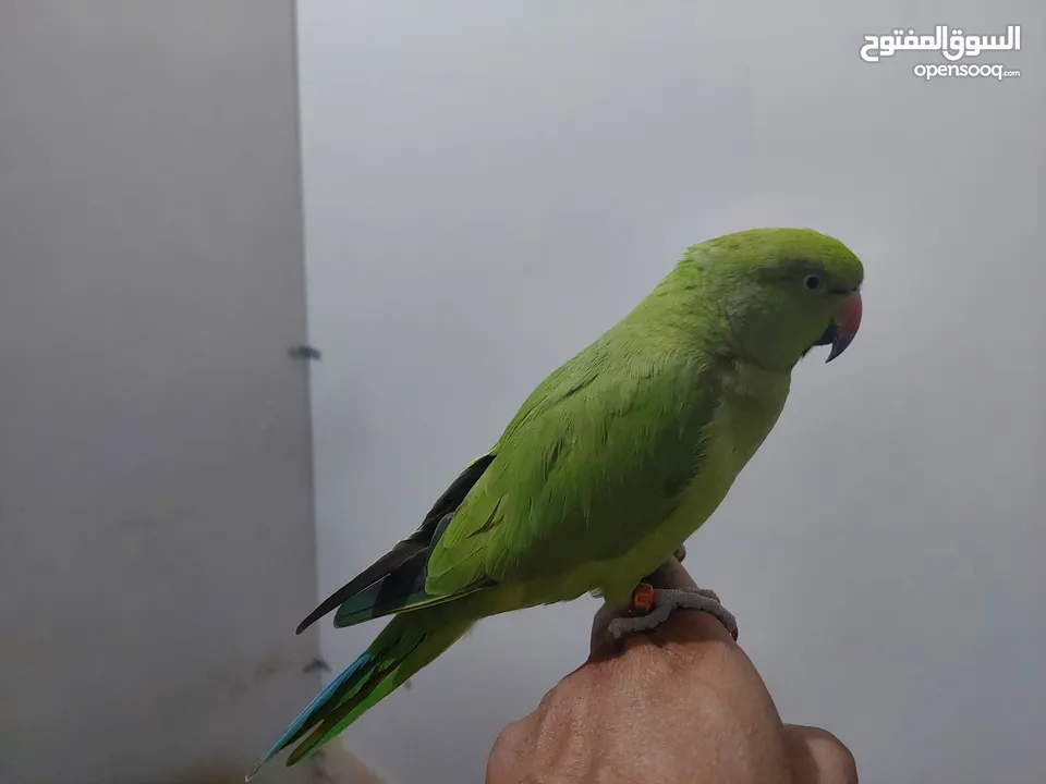 هذا الطائر يستطيع التحدث.This bird can talk.