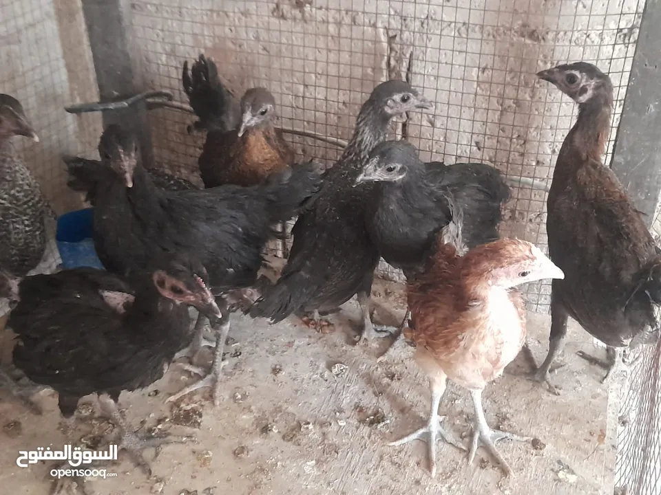 موجود تسع فرخات بلديات صحه ونظافه   والشر ما بقصر معاه