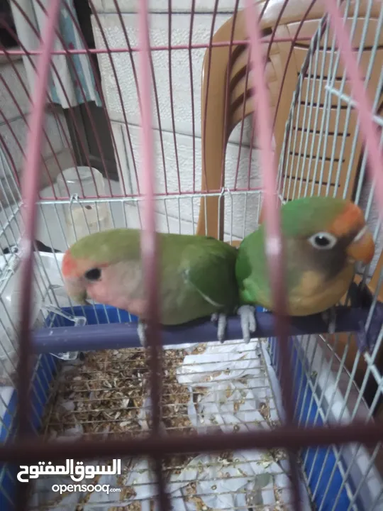ببغاء روز اخضر جوز بسعر مناسب