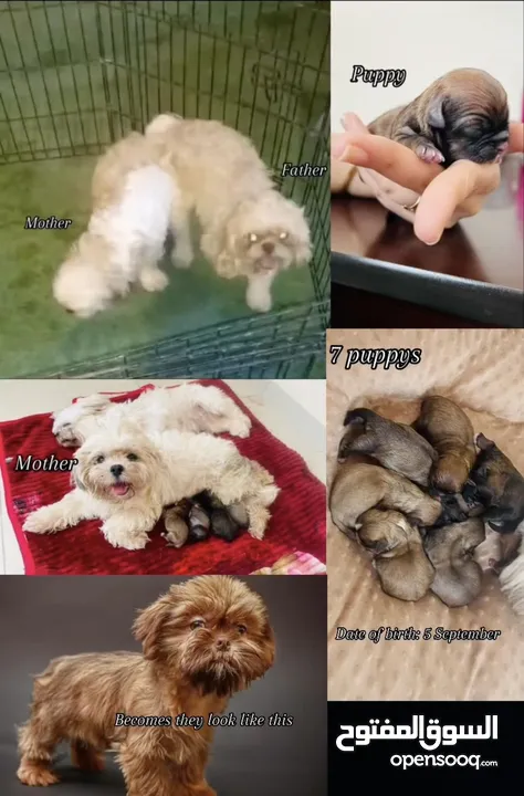 Shihtzu puppies for reservation