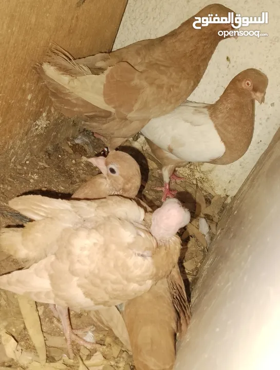 حمام جواز بصلات على نبي الحبه ب دينارين واغلبو تحتيو فراخ وبيض