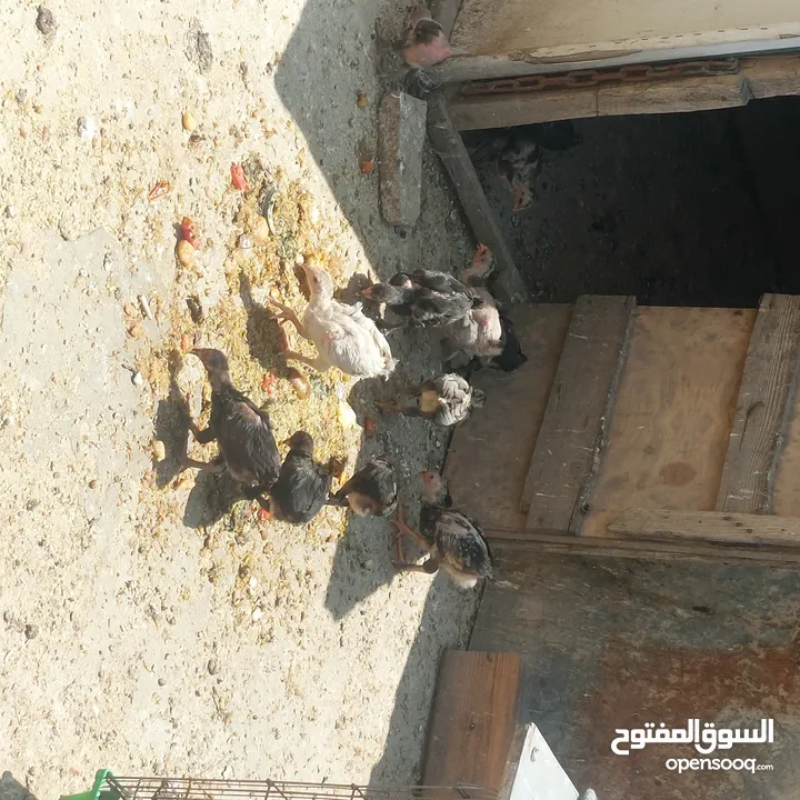 صيصان بلدي