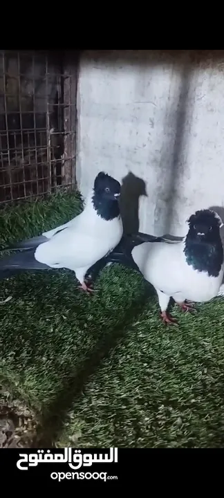 عشر جواز للبيع