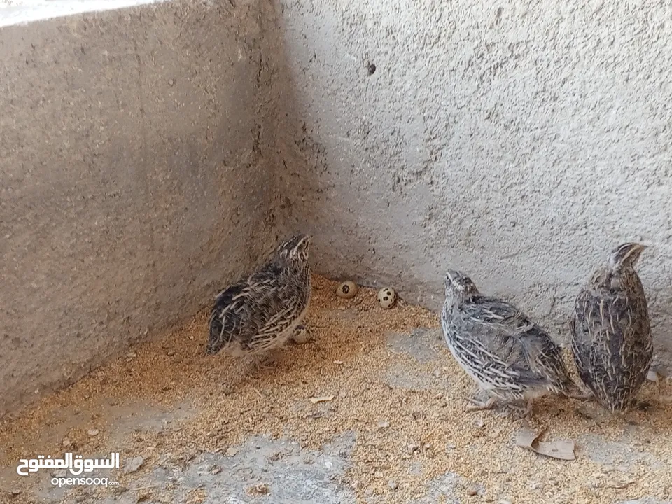 فربات للبيع ....