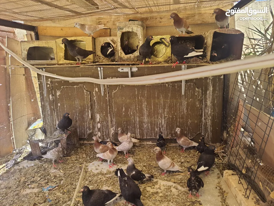 بيع حمام بلدي