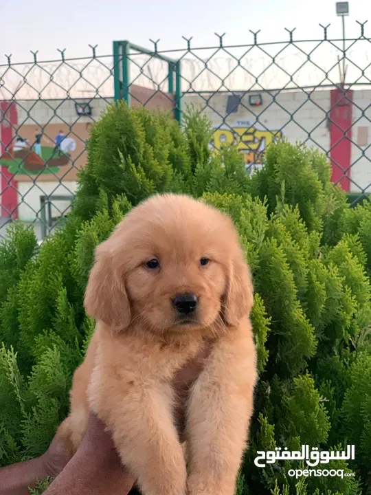 جولدن ريتريفر golden retriever