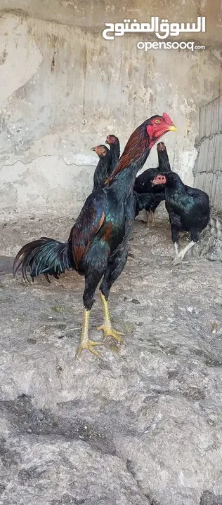 متاح بيض باكستاني خط اول..