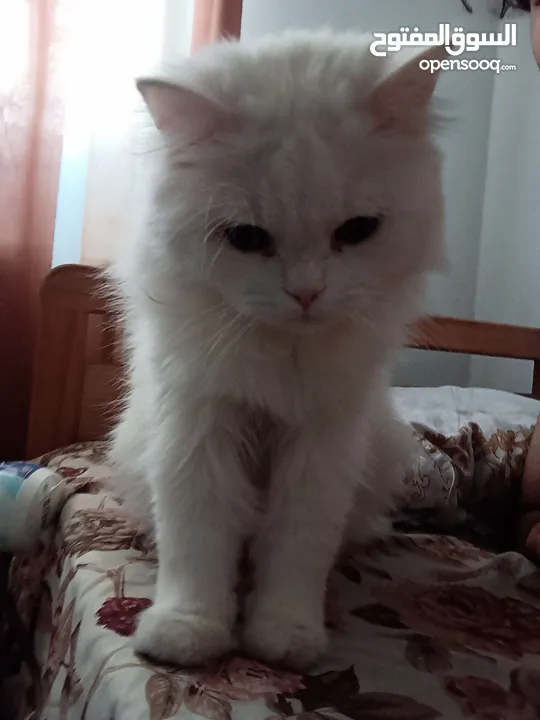ذكر معقم عمره سنه و شهرين معاه جميع اغراضه