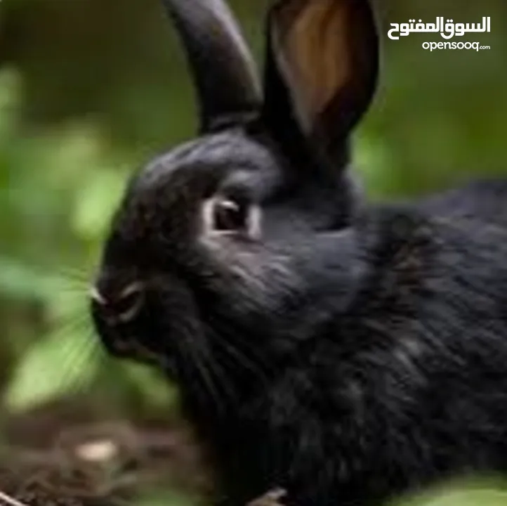 ارانب لون ابيض وموجود لون اسود