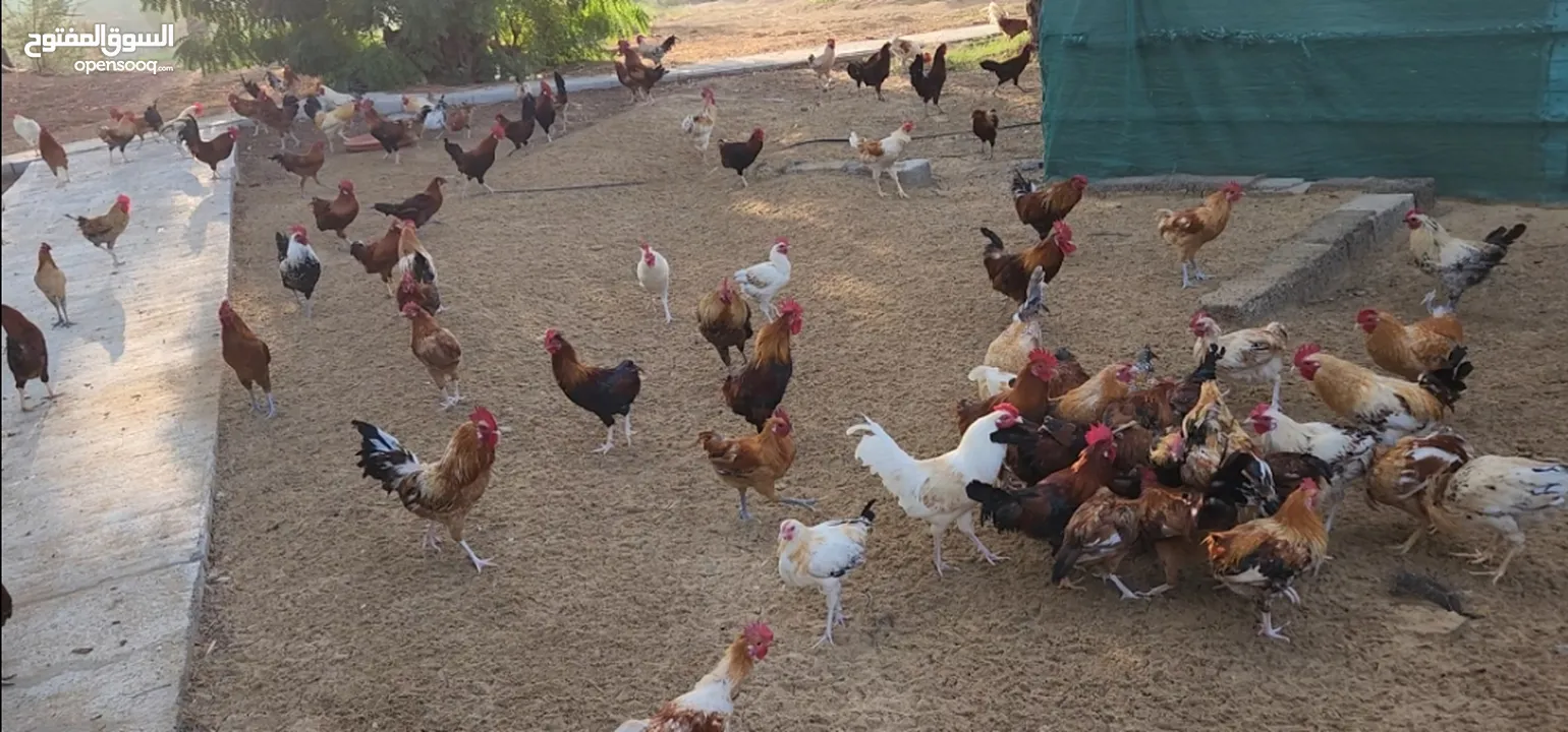 Gulf Cemani Chicken Farm