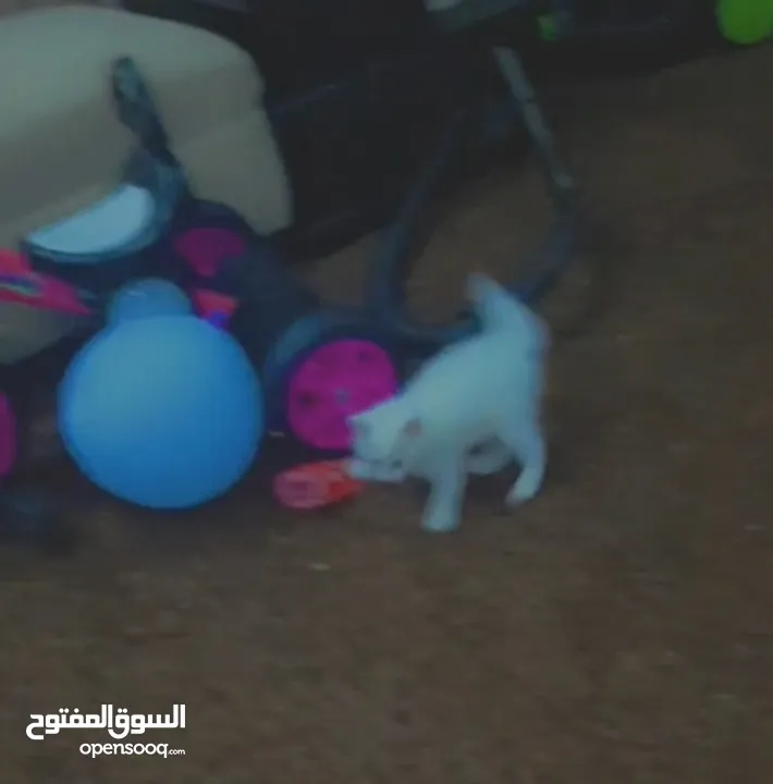 للبيع قطه ميكس (kitten) كما في الصور  بصحه ممتازه ماخده المطاعيم متعوده على دراية فوود واللتر بوكس.