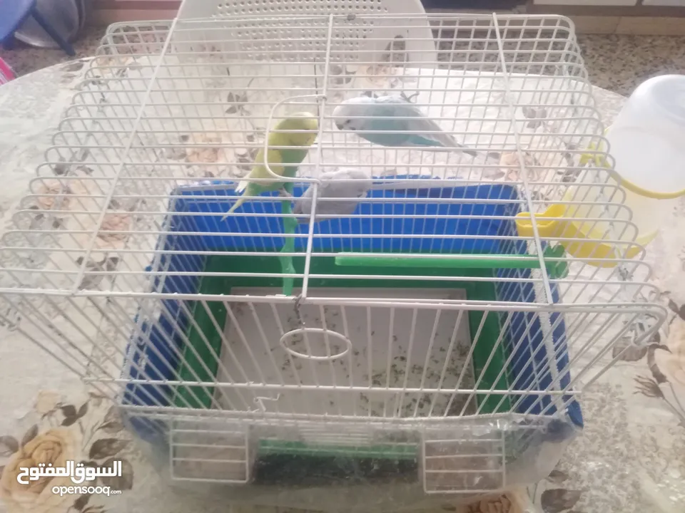 3 عصافير للبيع مع القفص وجميع أغراض القفص مشربه ماكله وقافات بيت خشبي موجود معاه قابل للتفاوض
