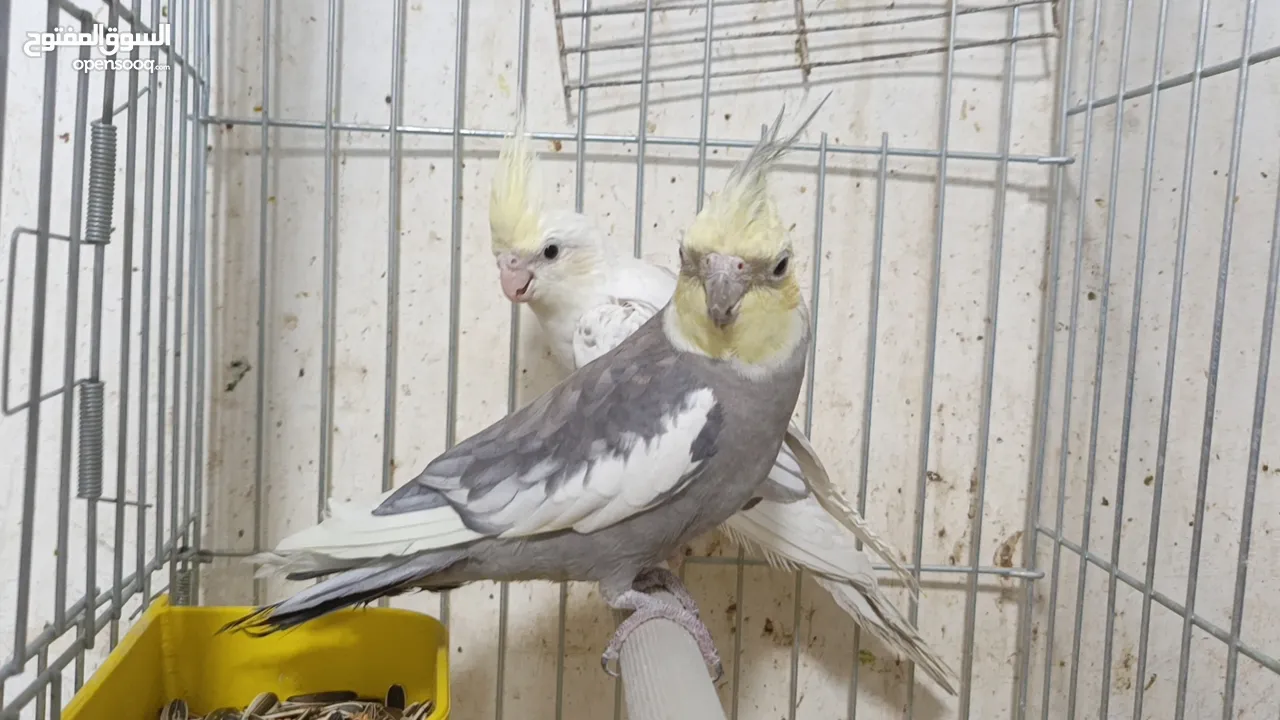 مزرعه طيور مميزة