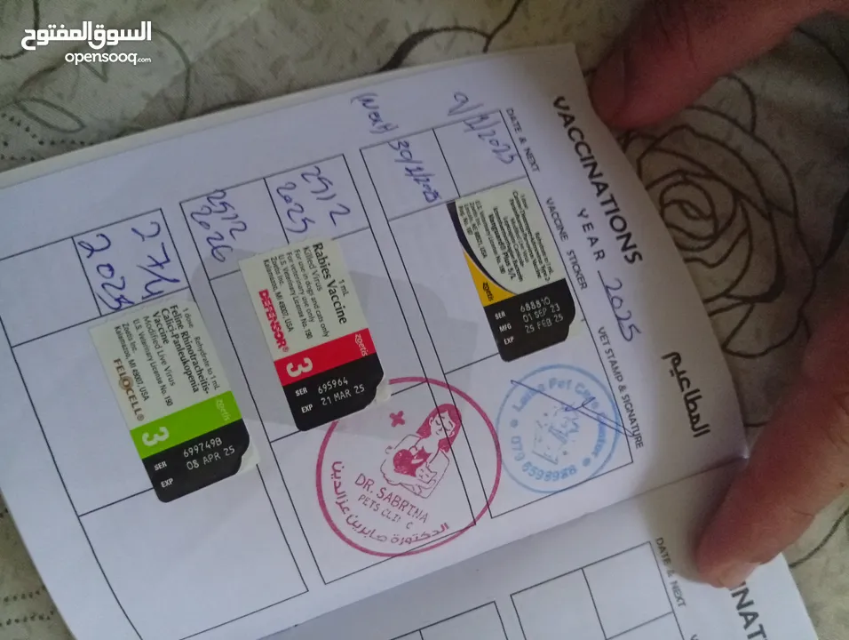 كلب  فرنش تيرير
