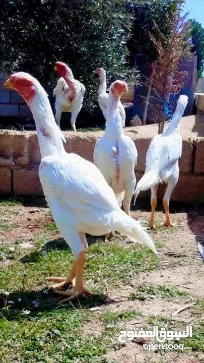 صيصان وديوك باكستاني