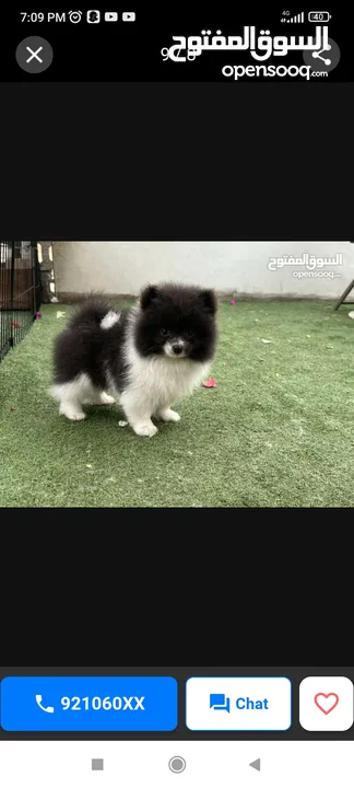 Pomeranian Puppy For Sale T-cup