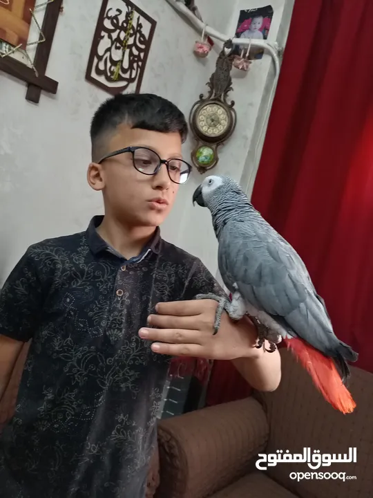 كاسكو متكلم بطلاقه بحكي مواجها