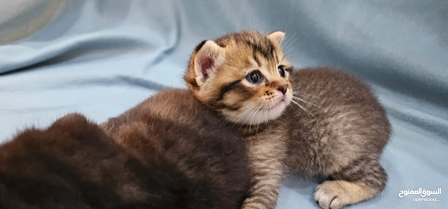 قطط سكوتش فولد جميلة وفي صحة ممتازة  scotch fold kittens