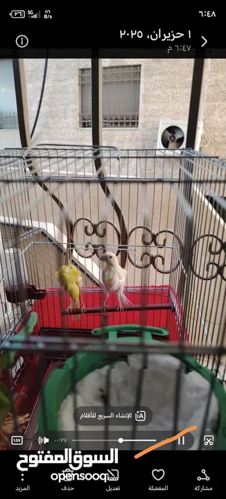 جوز كنار بندوق جنوبي وجيبسوسو