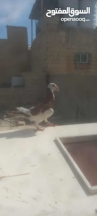 جوز معاكيف اسكندرانيات حمر