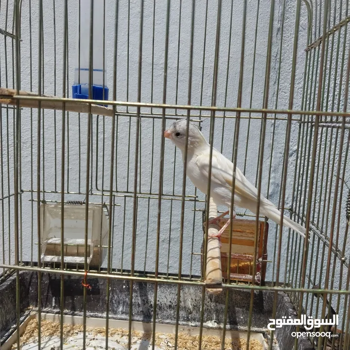 5 مخاليق أعمارهم 9 اشهر