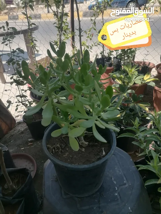اشتال للبيع يتوفر اشتال منوعه وجميله
