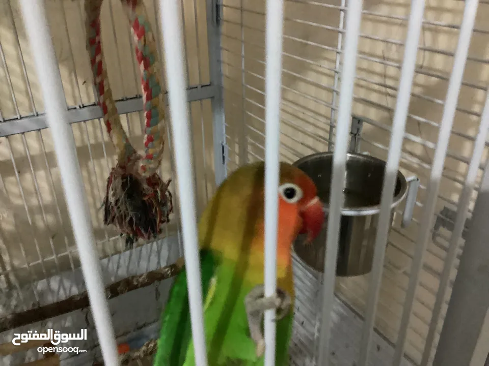 Parrots with Cages Toys and Food !”