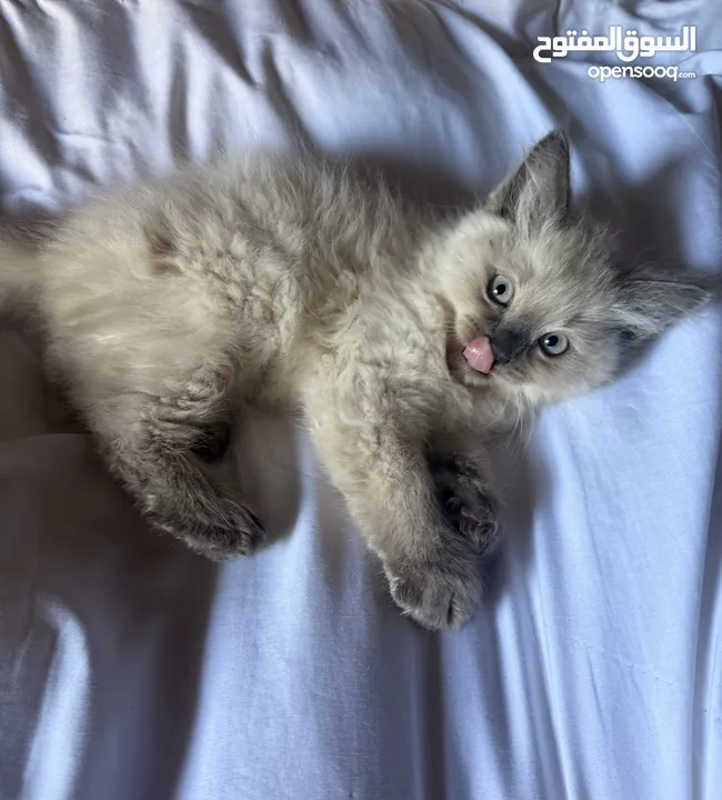 قطط هملايا وشيرازي وبريتش للبيع بسعر رمزي