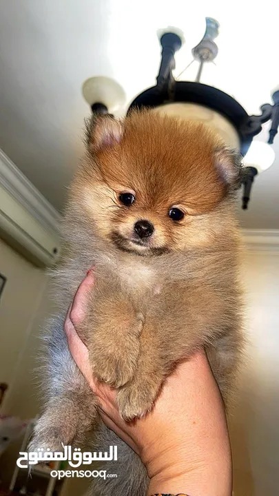 كلاب بوميرنيان اصلي أب وأم Purebred Pomeranian dogs, father and mother