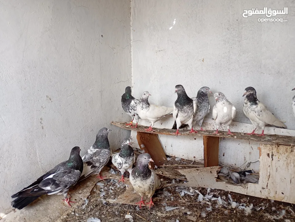 حمام باكستاني طيور ساسات