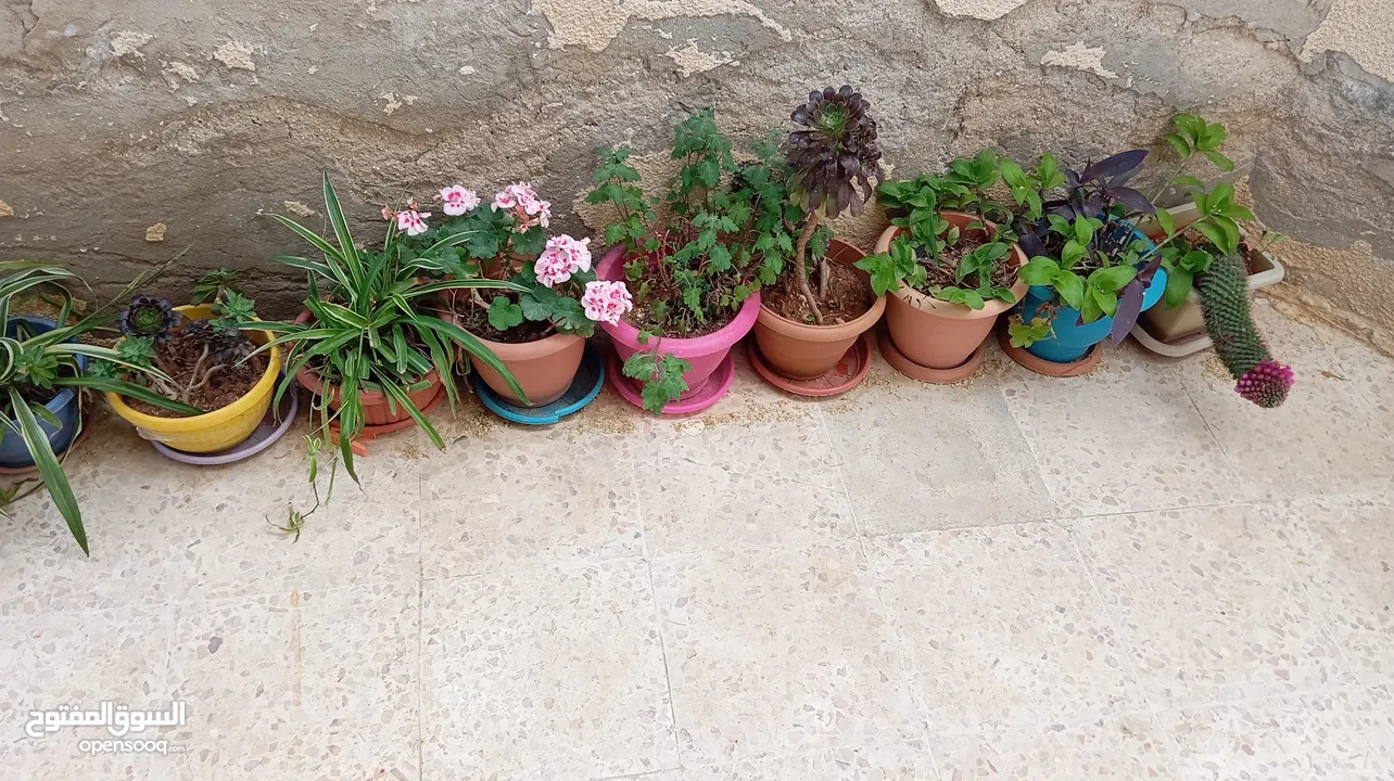 زريعة للبيع
