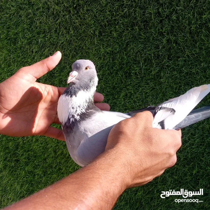 طيرة امازوني للبيع