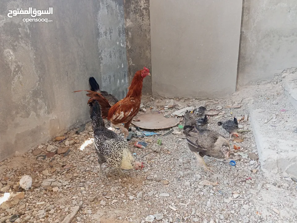 السلام عليكم،دجاج بلدي بياض للبيع،عمر سنه سعر الحبه 8 دنانير، صحه ونظافه،الموقع جرش دير الليات،