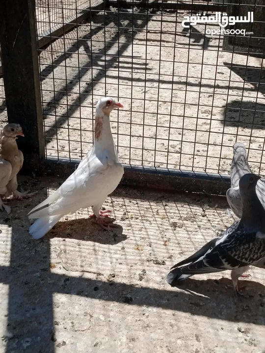 فراخ حمام البيع