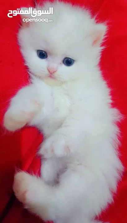 Available kittens for sale high quality breed Cats (Silver British breed & Scottish straight breed.)