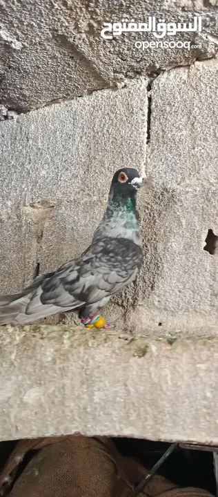 فحل قرقاطي لابيع